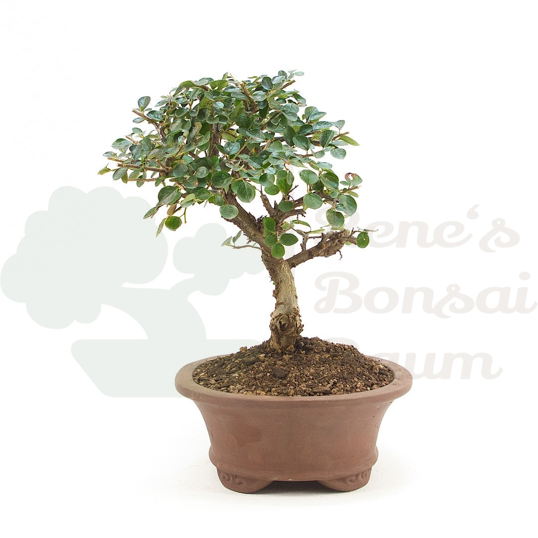 Fächer- Zwergmispel 'Cotoneaster horizontalis'
