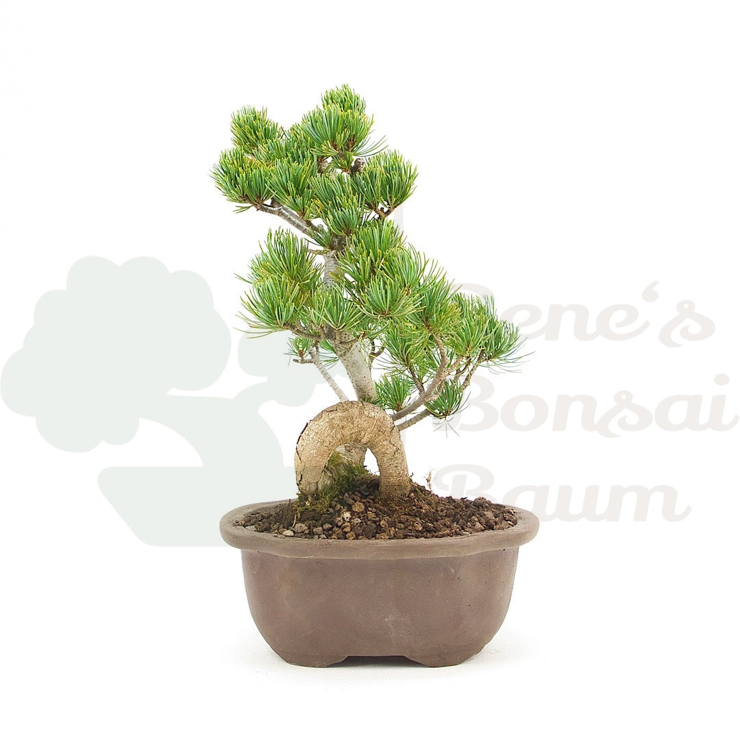 Mädchenkiefer 'Pinus pentaphylla'