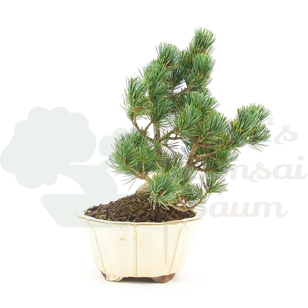Mädchenkiefer 'Pinus pentaphylla'