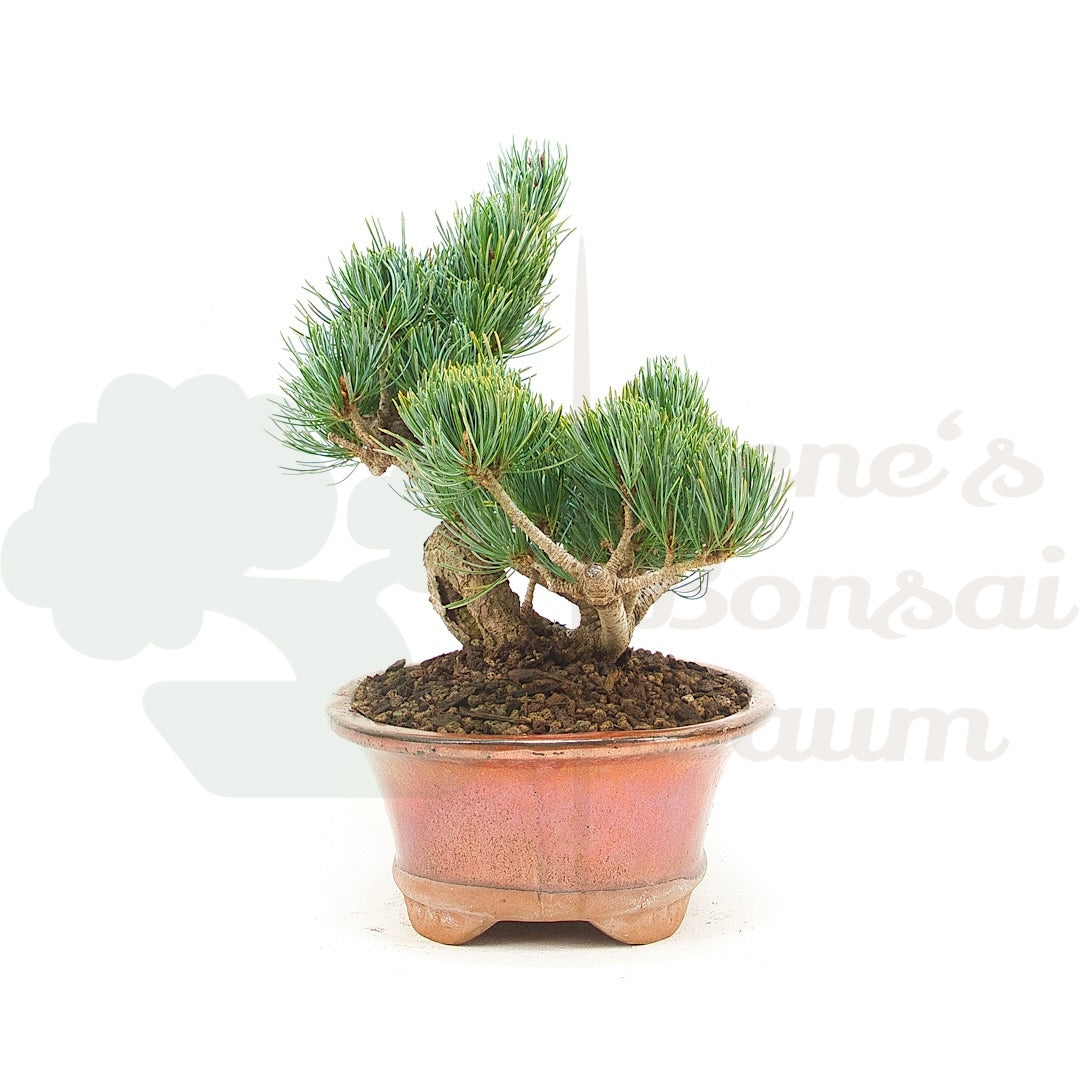 Mädchenkiefer 'Pinus pentaphylla'