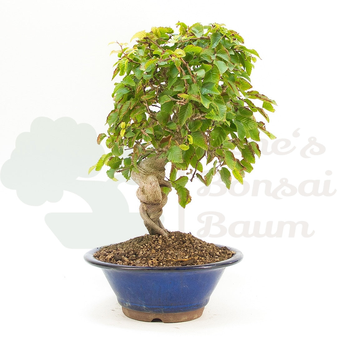 Koreanische Hainbuche ‚Carpinus turczaninowi‘