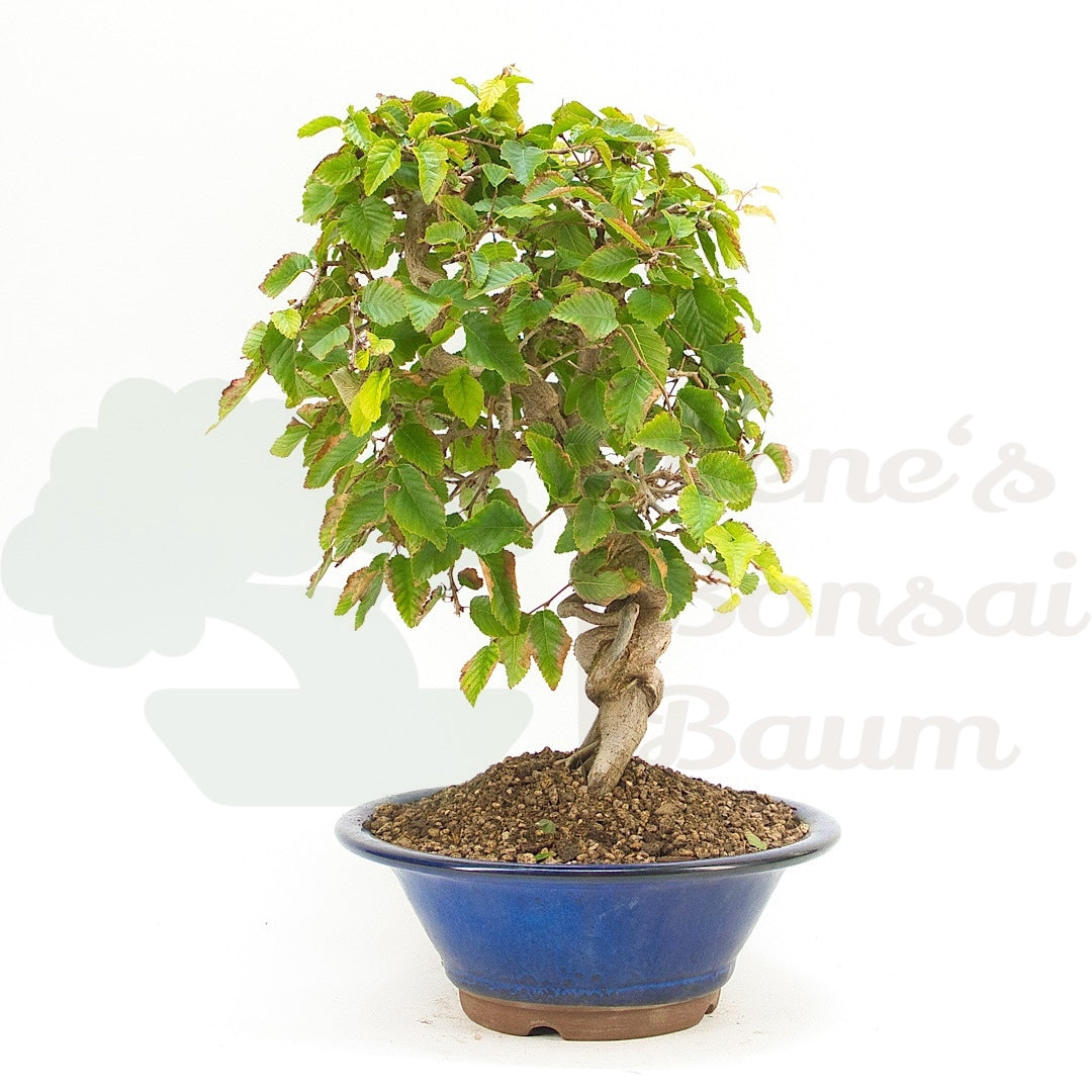 Koreanische Hainbuche ‚Carpinus turczaninowi‘