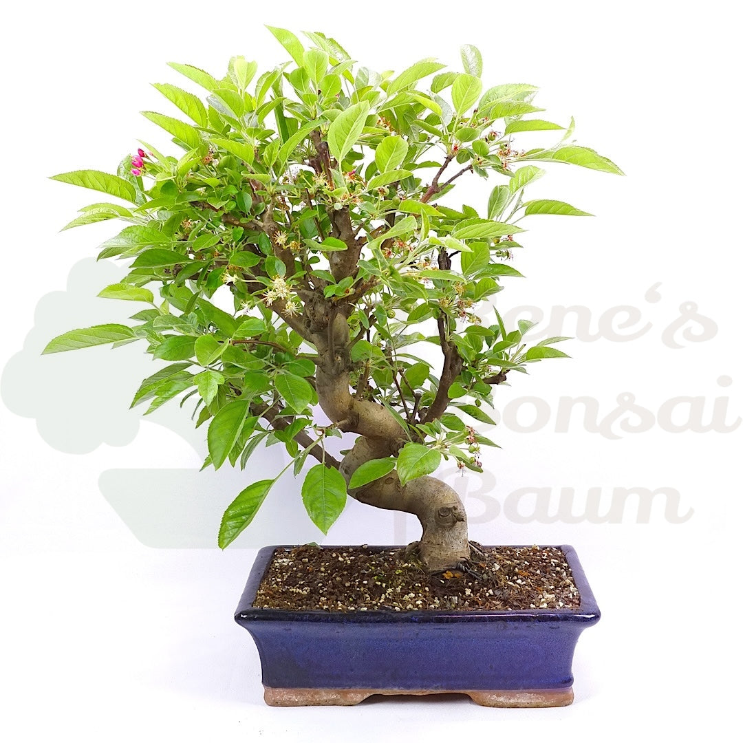 Zierapfel 'Malus spec.'