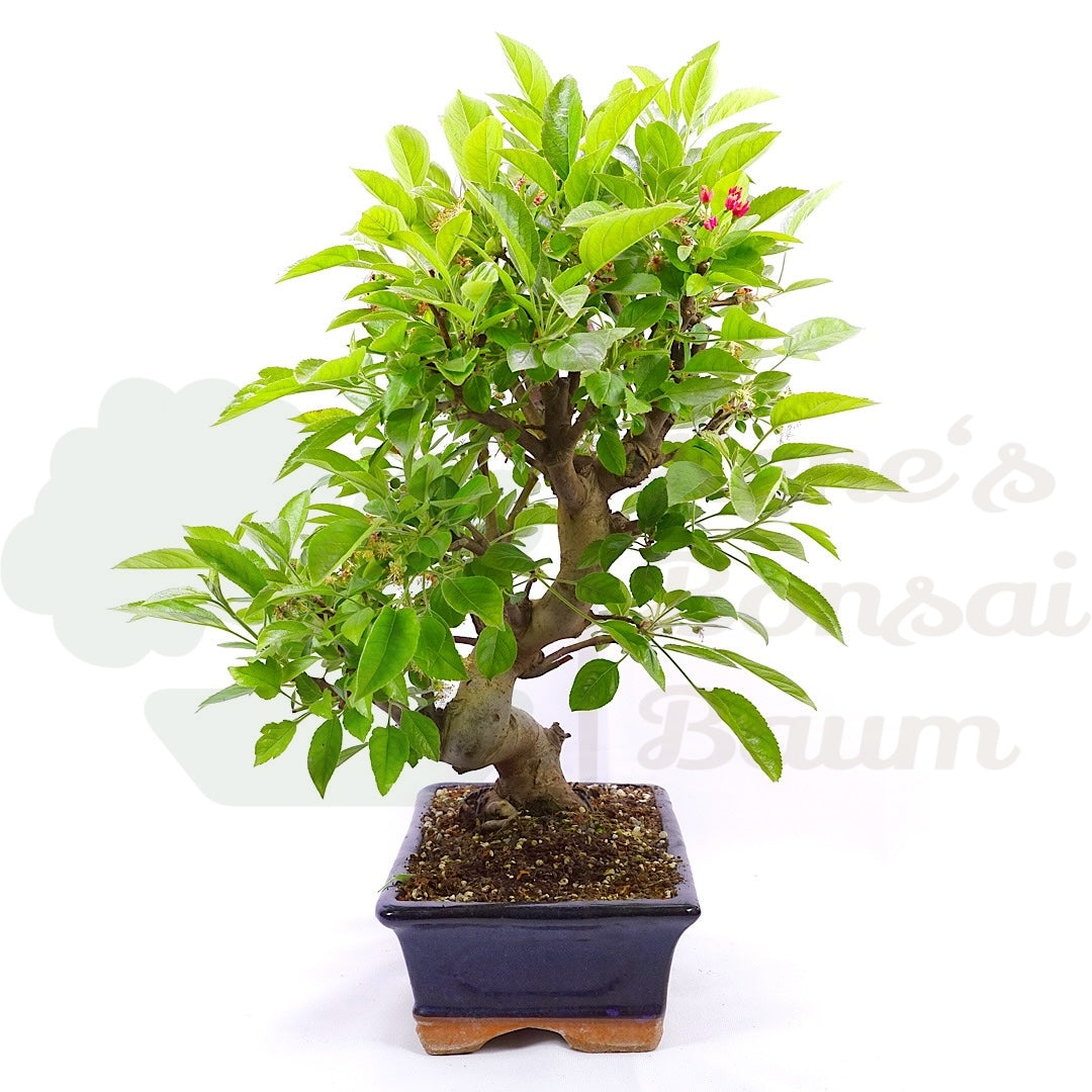 Zierapfel 'Malus spec.'