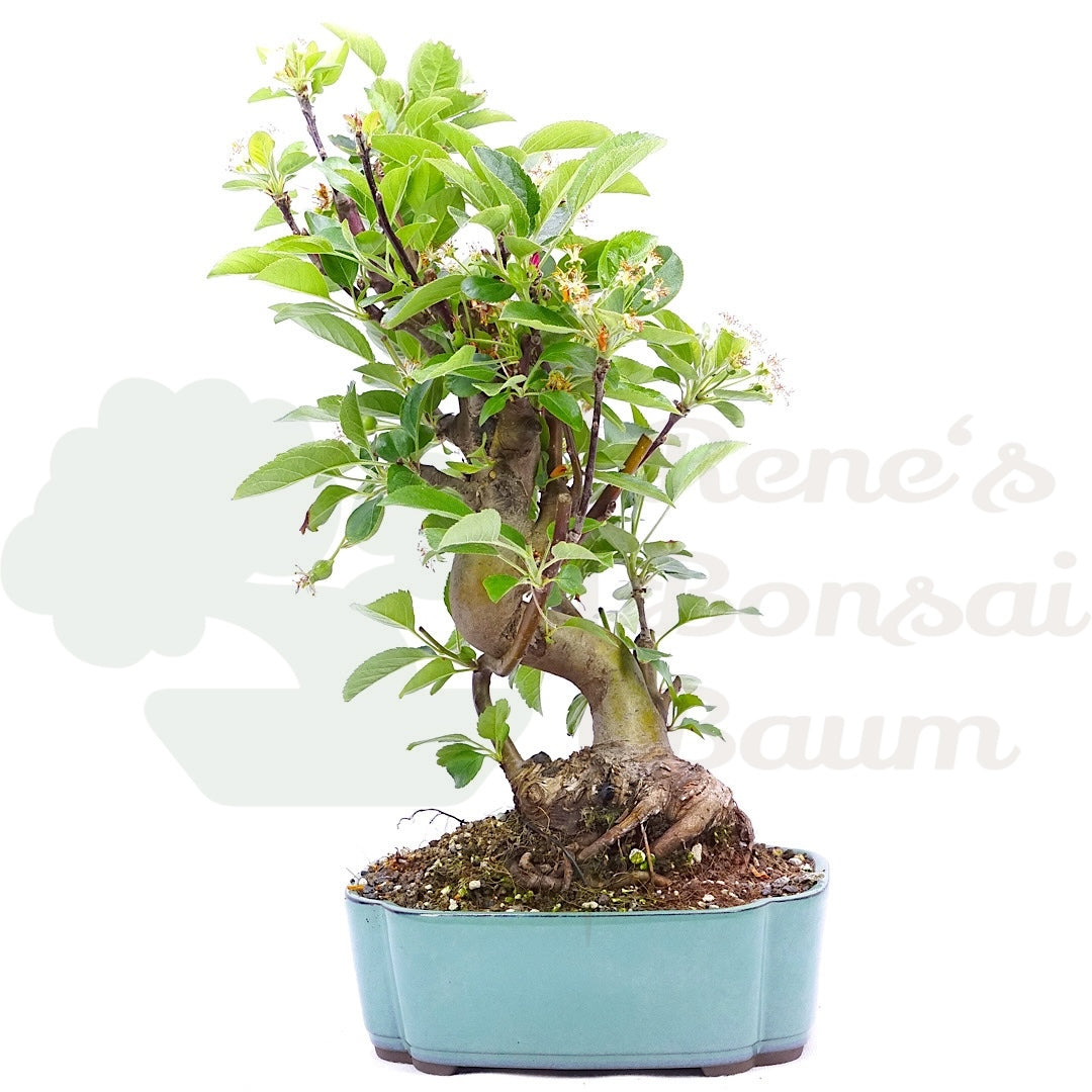 Zierapfel 'Malus spec.'