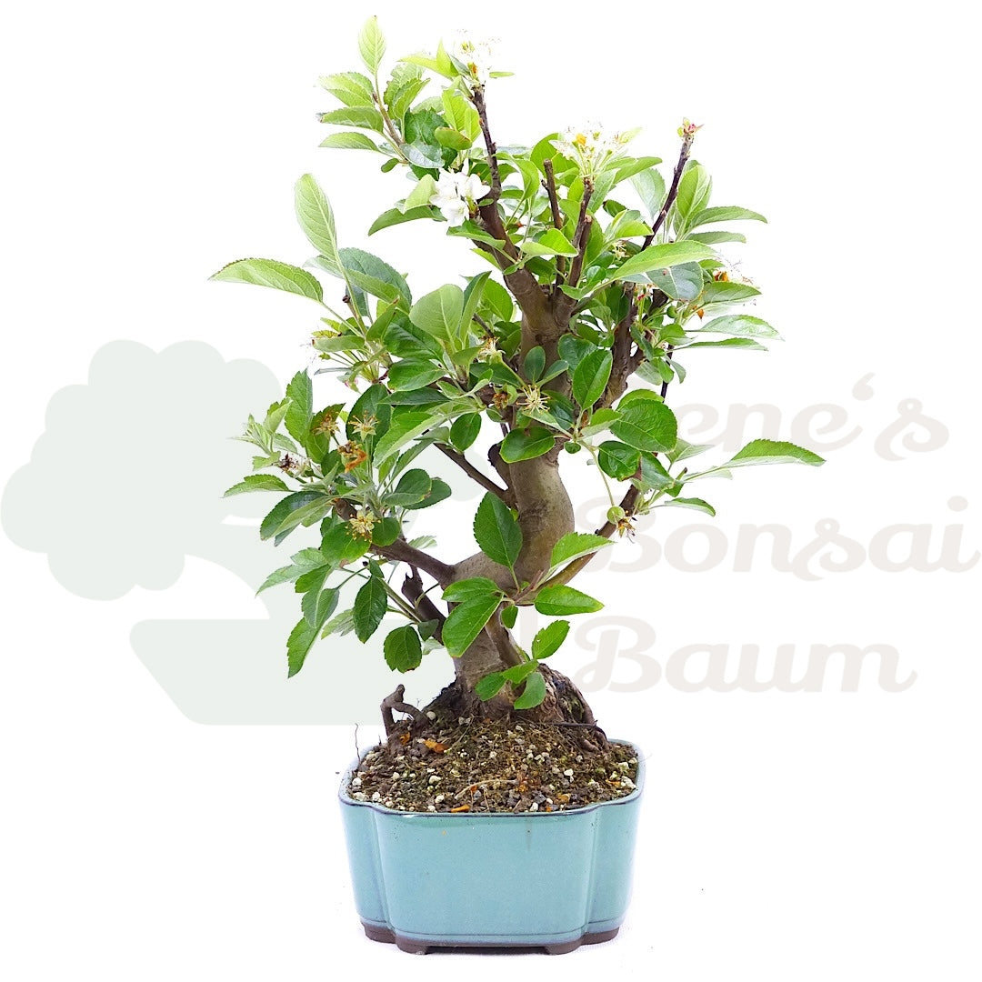 Zierapfel 'Malus spec.'