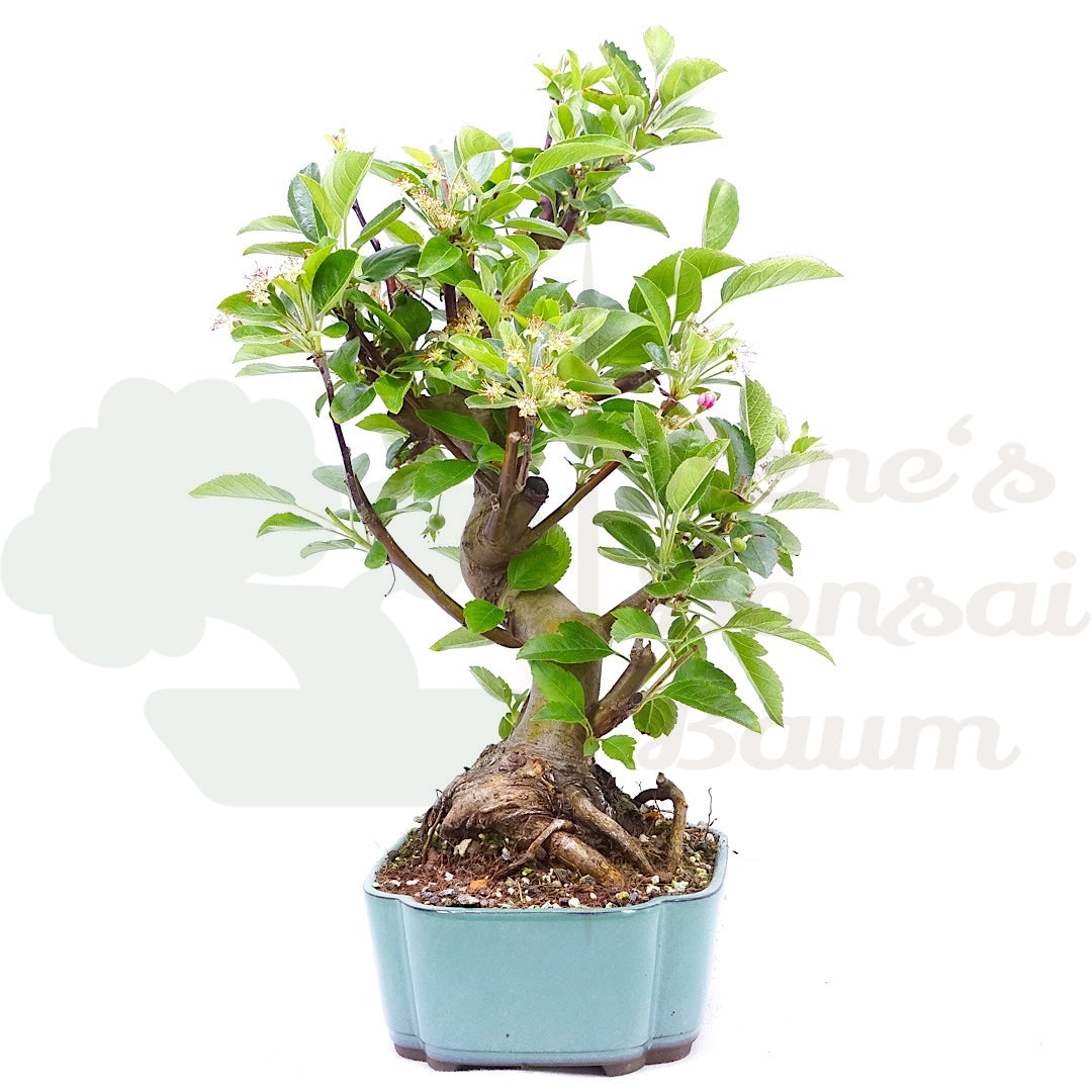Zierapfel 'Malus spec.'