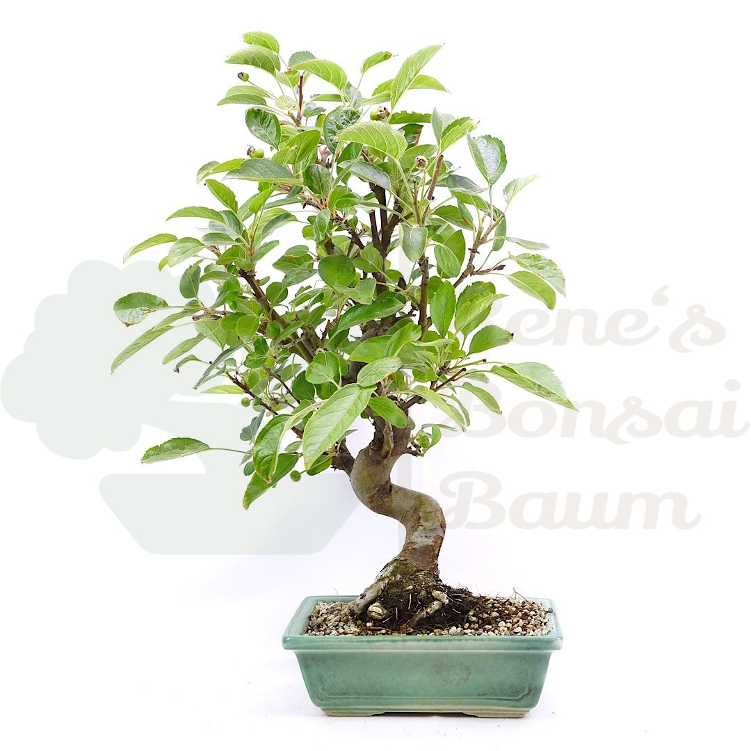 Zierapfel 'Malus spec.'