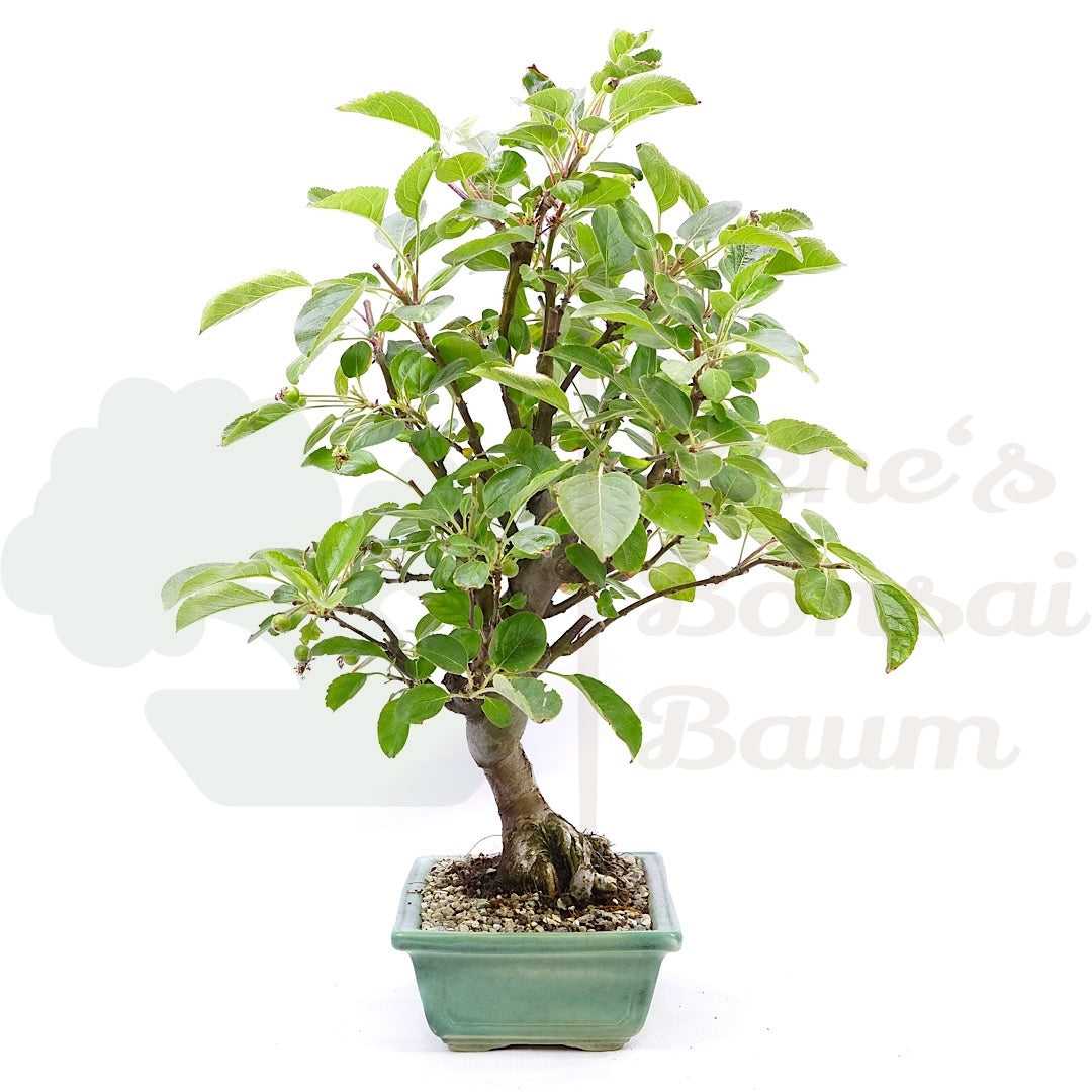 Zierapfel 'Malus spec.'