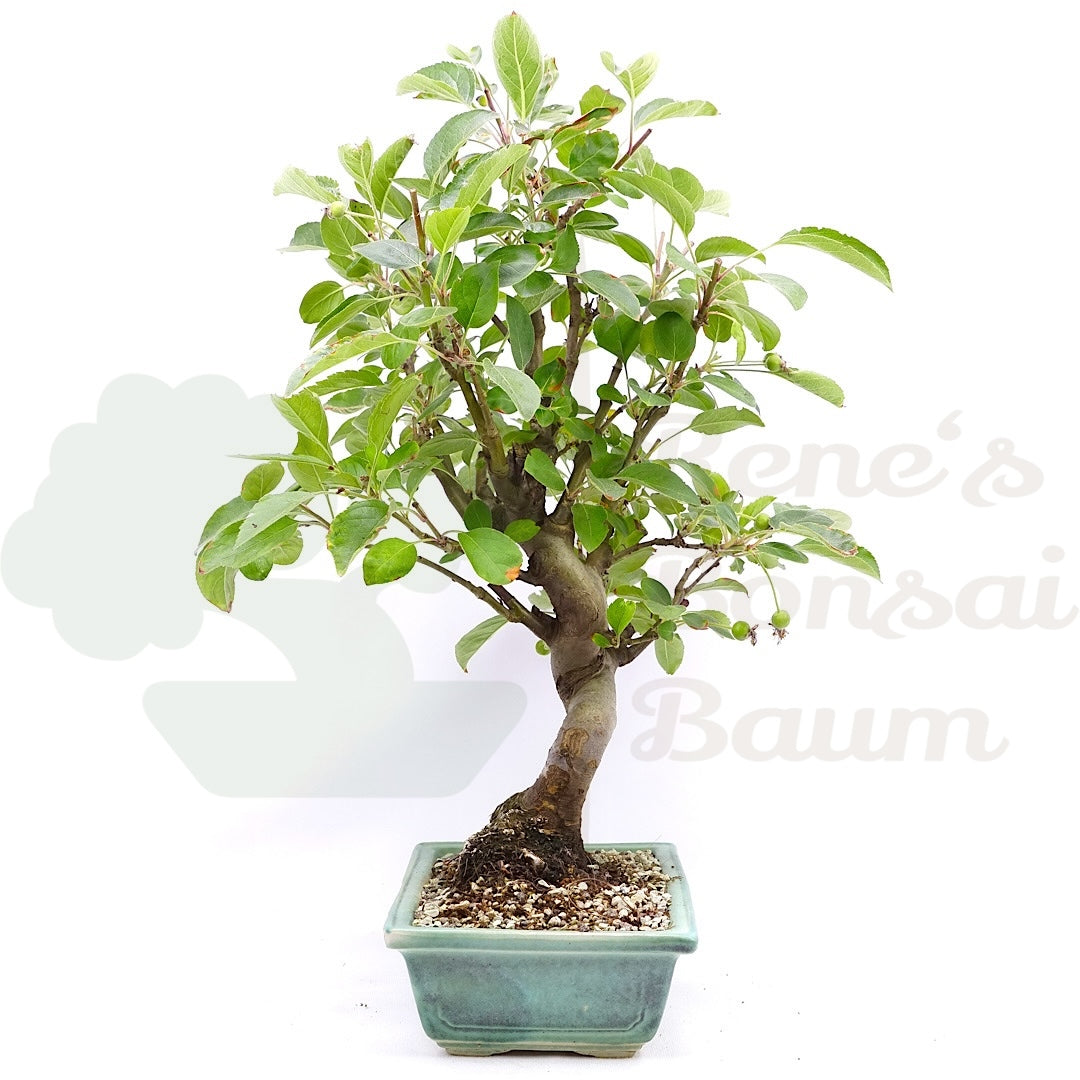 Zierapfel 'Malus spec.'