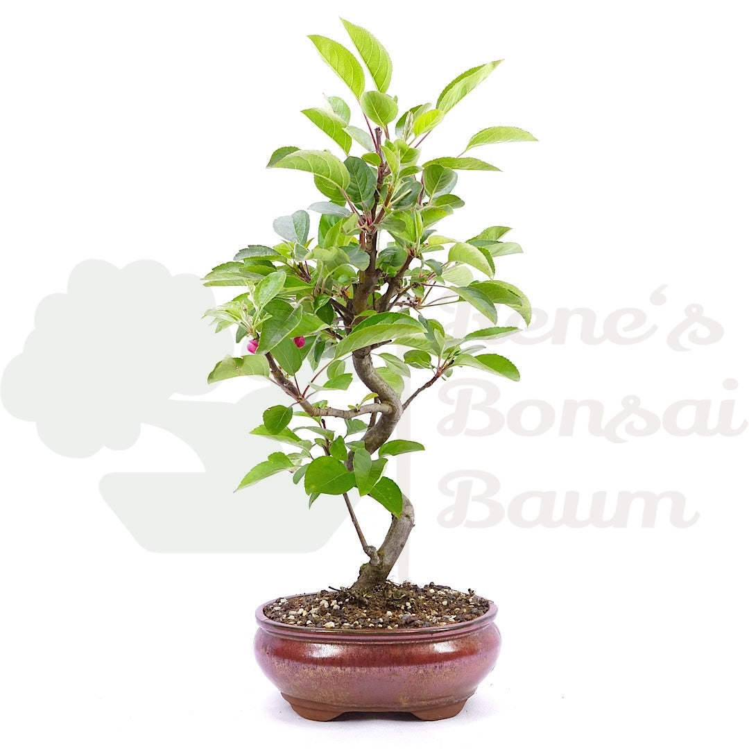 Zierapfel 'Malus spec.'