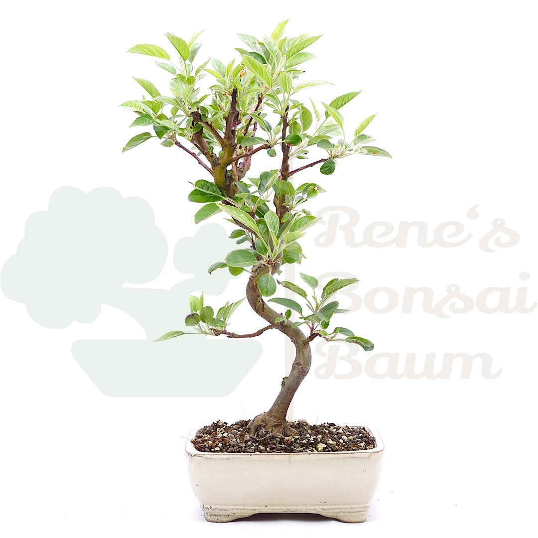 Zierapfel 'Malus spec.'