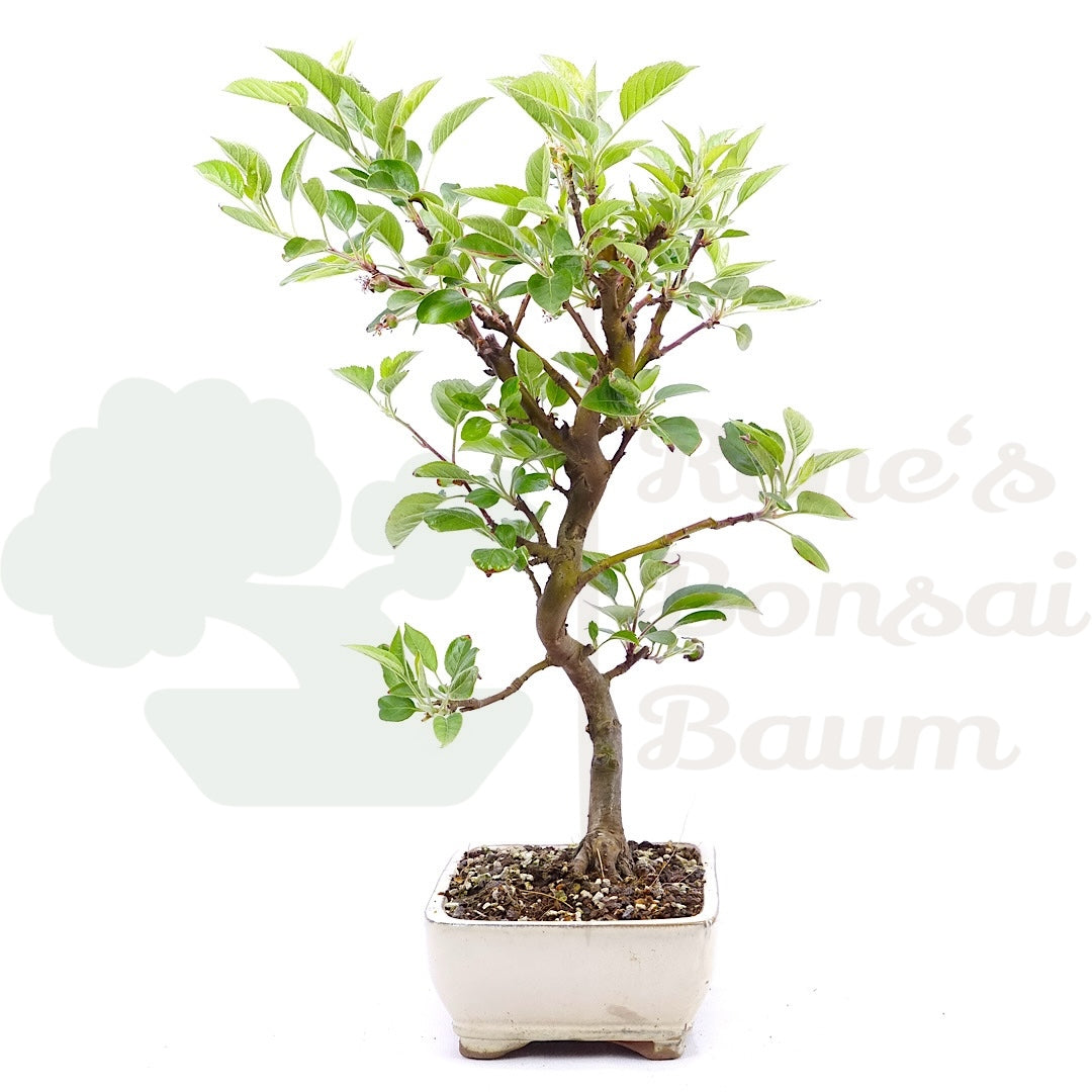 Zierapfel 'Malus spec.'
