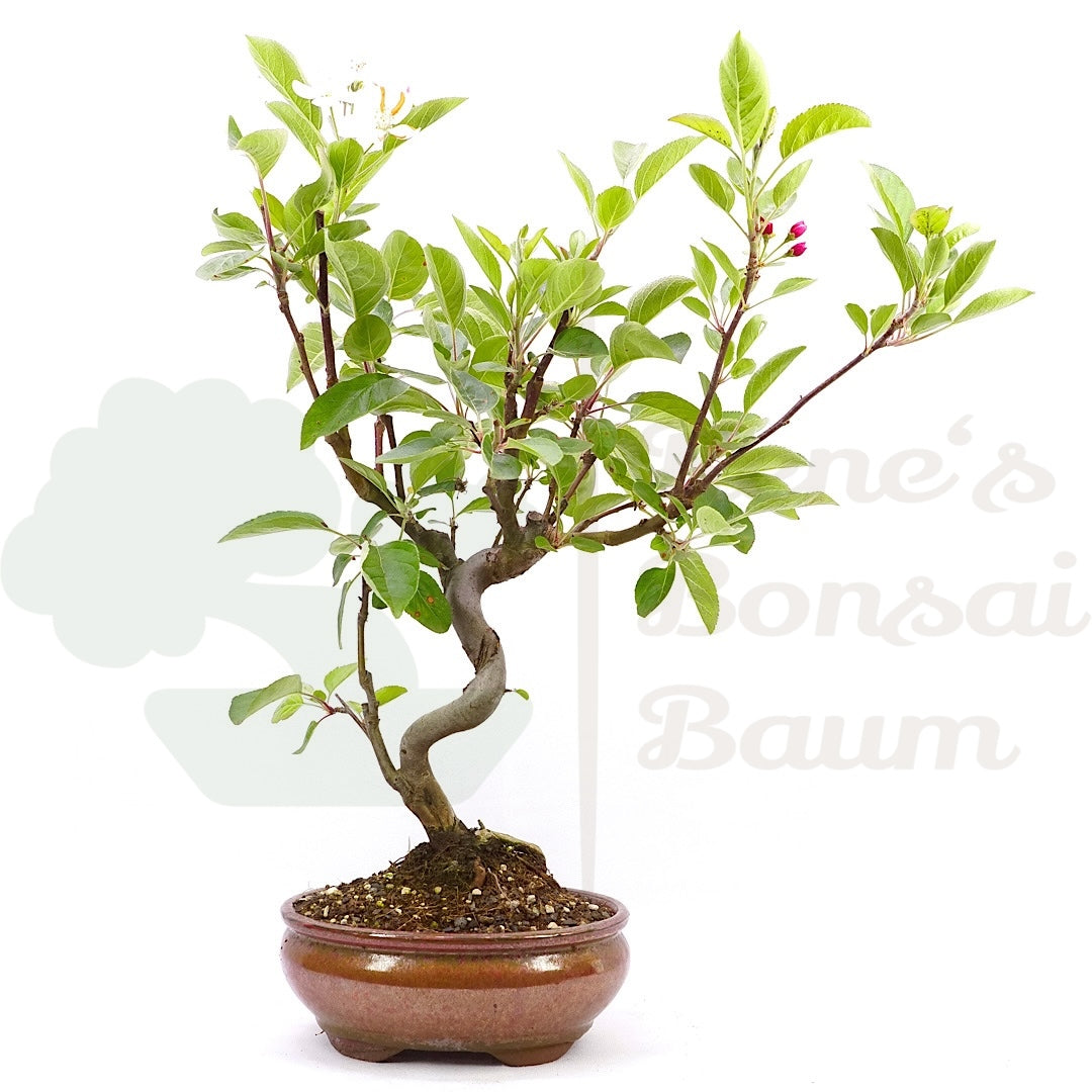 Zierapfel 'Malus spec.'