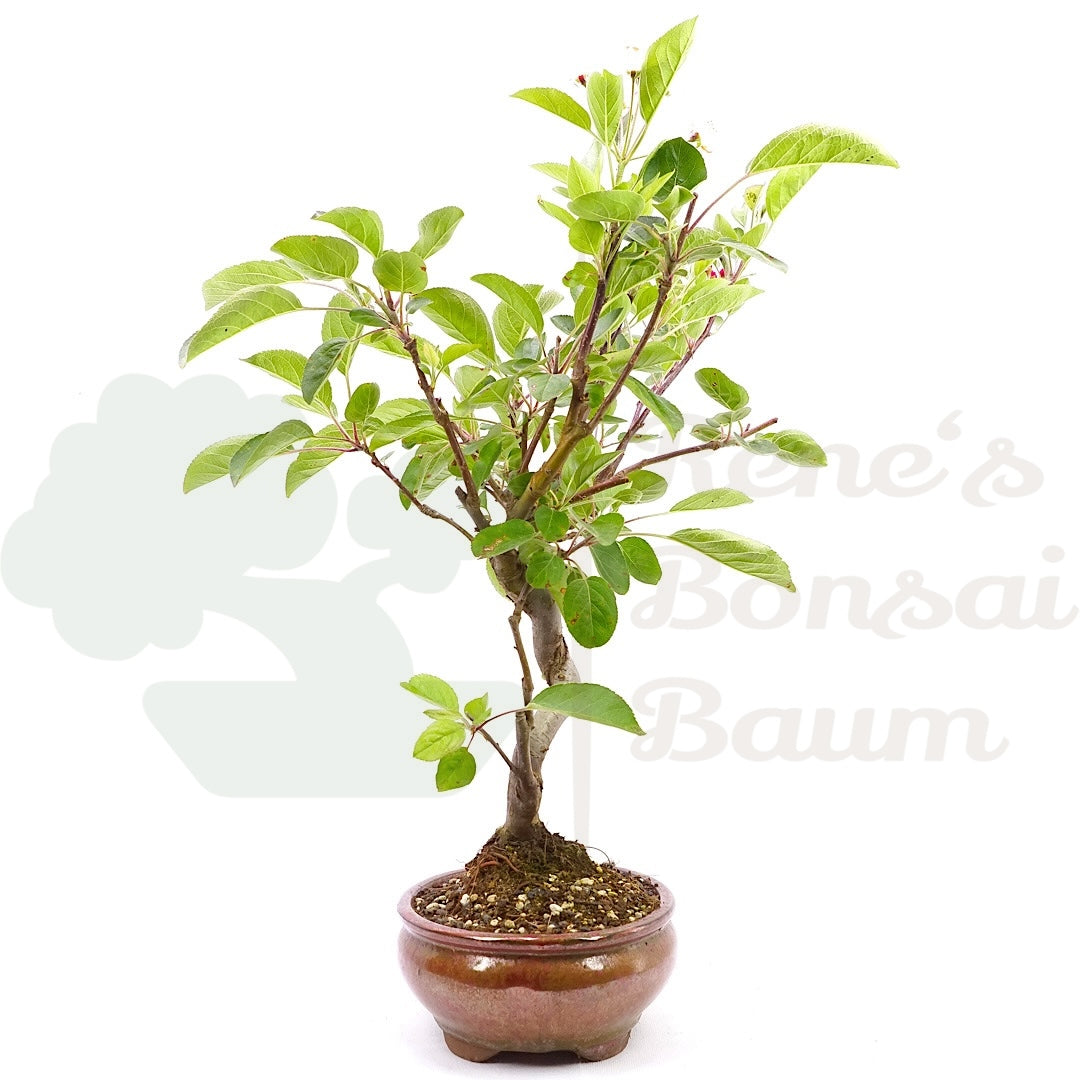 Zierapfel 'Malus spec.'