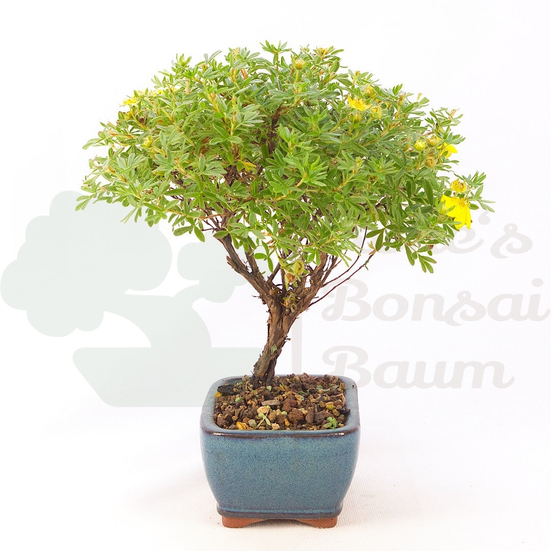 Fingerstrauch Gelb 'Potentille fruticosa'