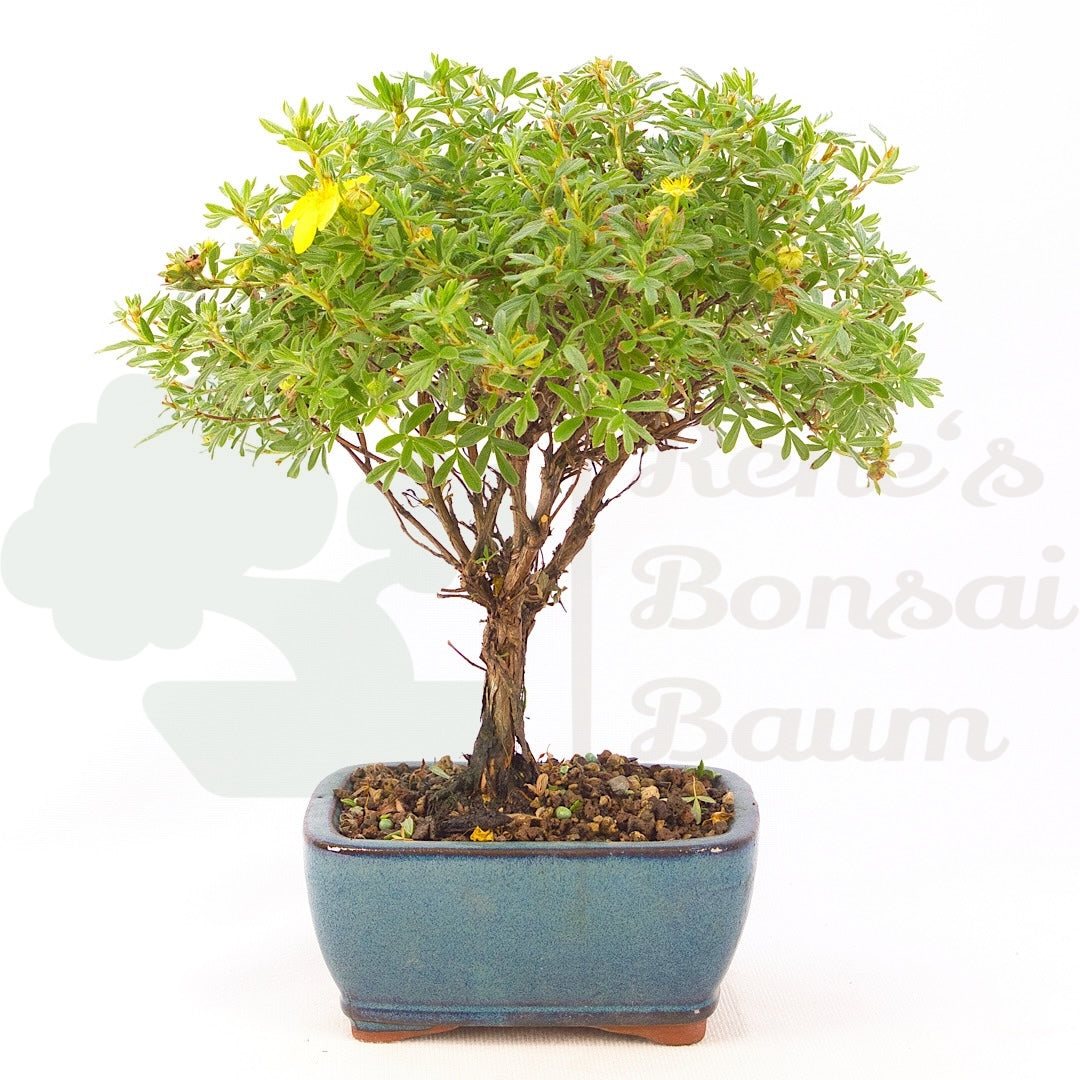 Fingerstrauch Gelb 'Potentille fruticosa'