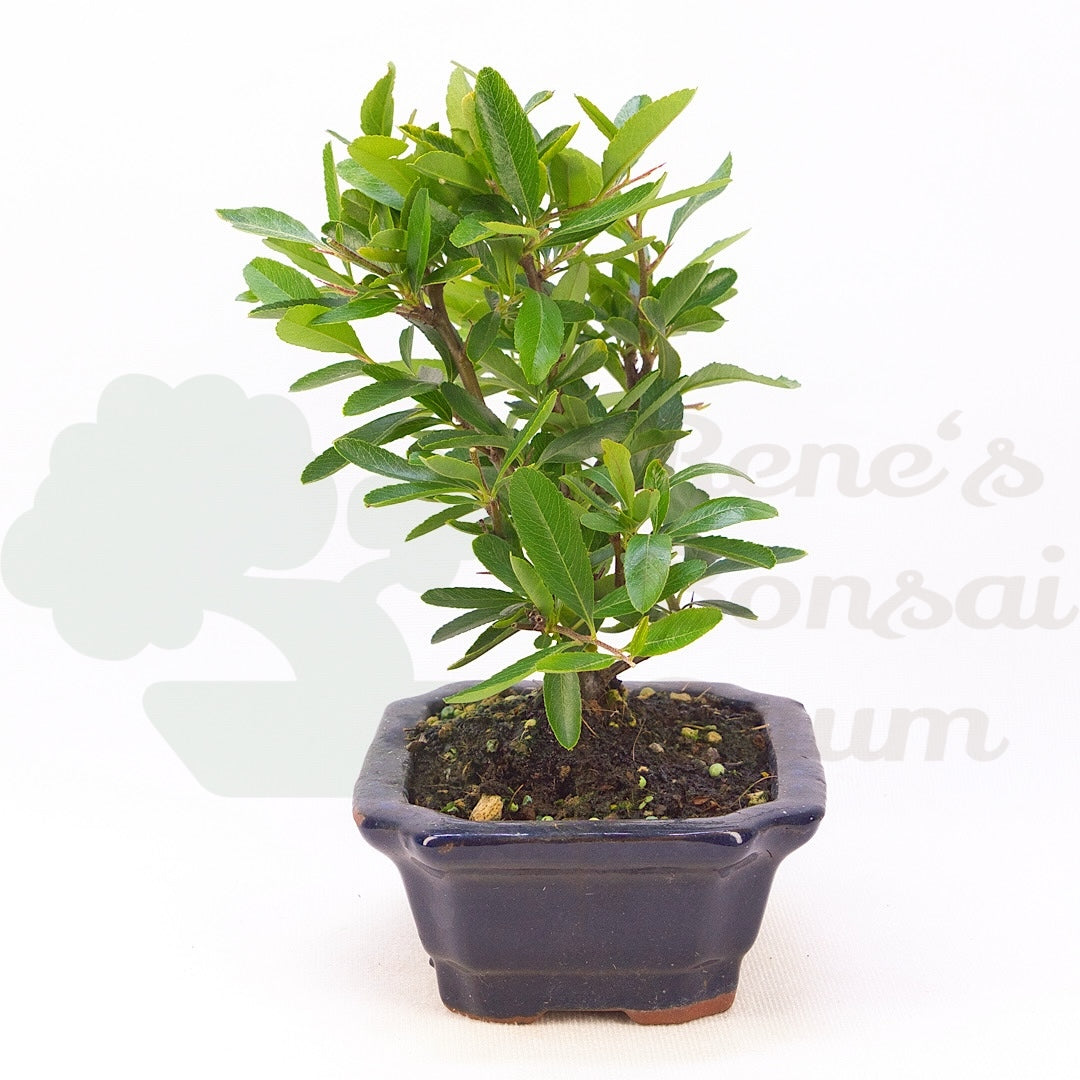 Schmalblättriger Feuerdorn 'Pyracantha angustifolia'