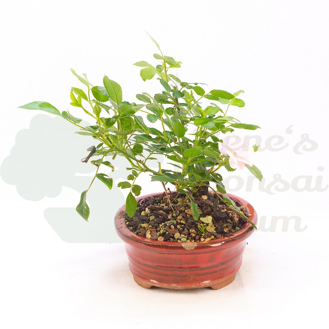 Zwerg-Rose 'Rosa spec.'