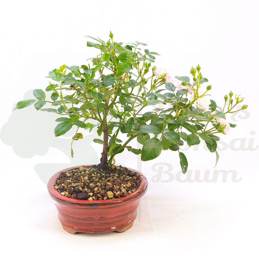 Zwerg-Rose 'Rosa spec.'