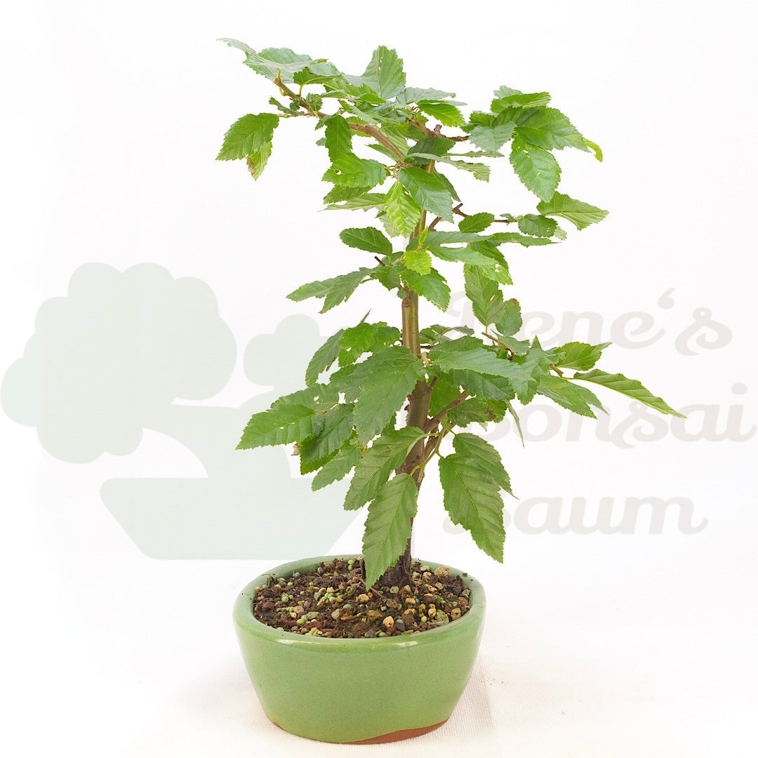 Hainbuche 'Carpinus betulus`