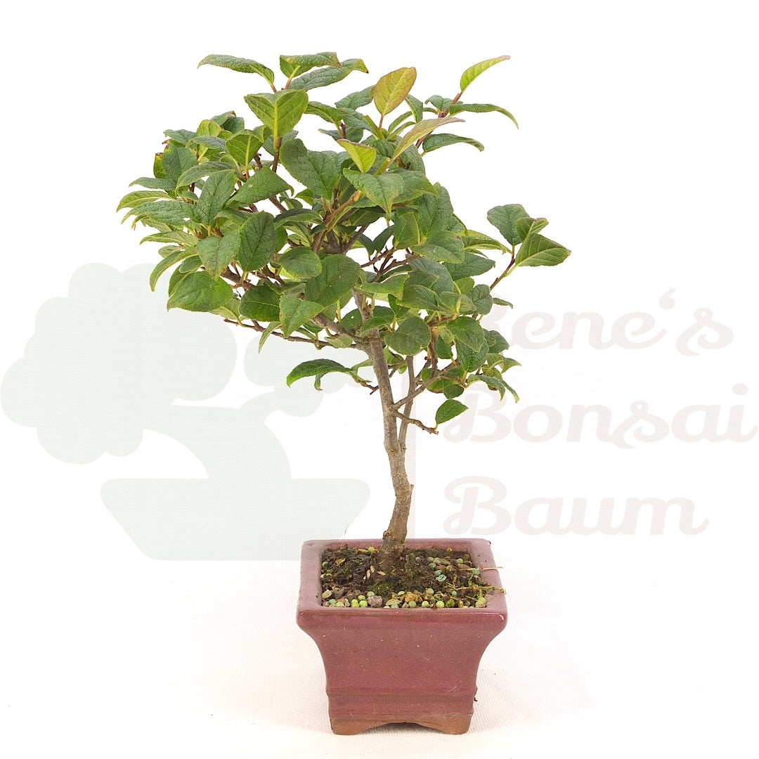 Japanische Winterbeere ' Ilex serrata'