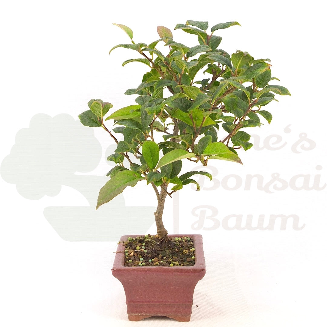 Japanische Winterbeere ' Ilex serrata'