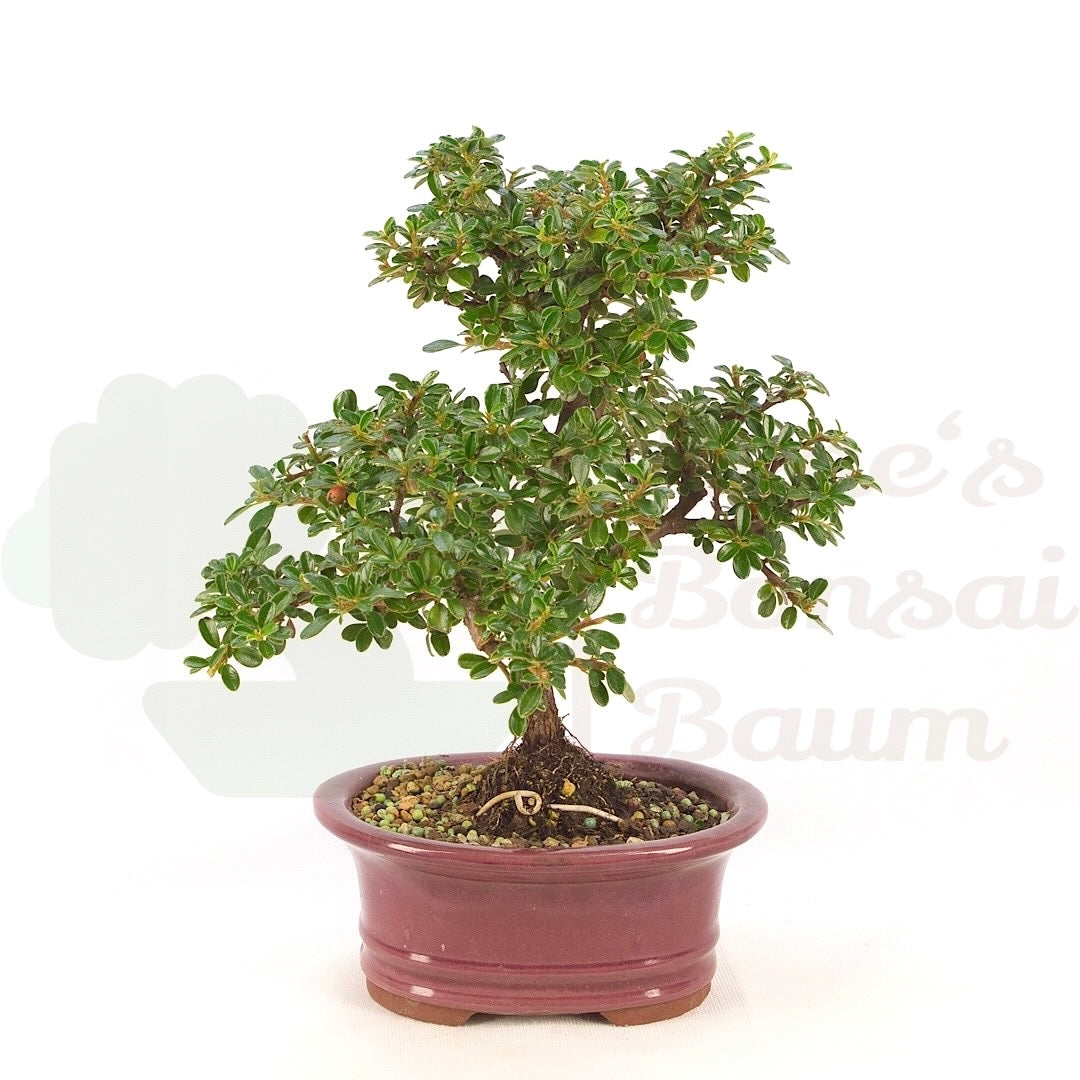 Teppich-Zwergmispel 'Cotoneaster dammeri 'Skogholm'
