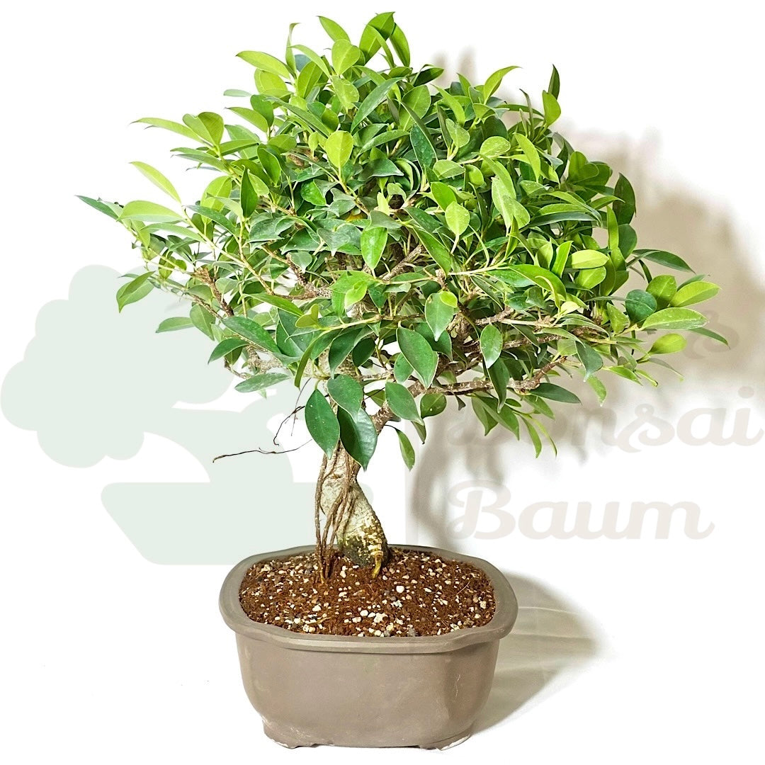 Chinesische Feige 'Ficus Retusa'