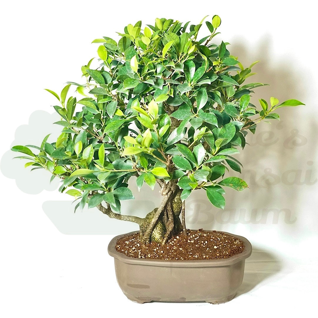 Chinesische Feige 'Ficus Retusa'