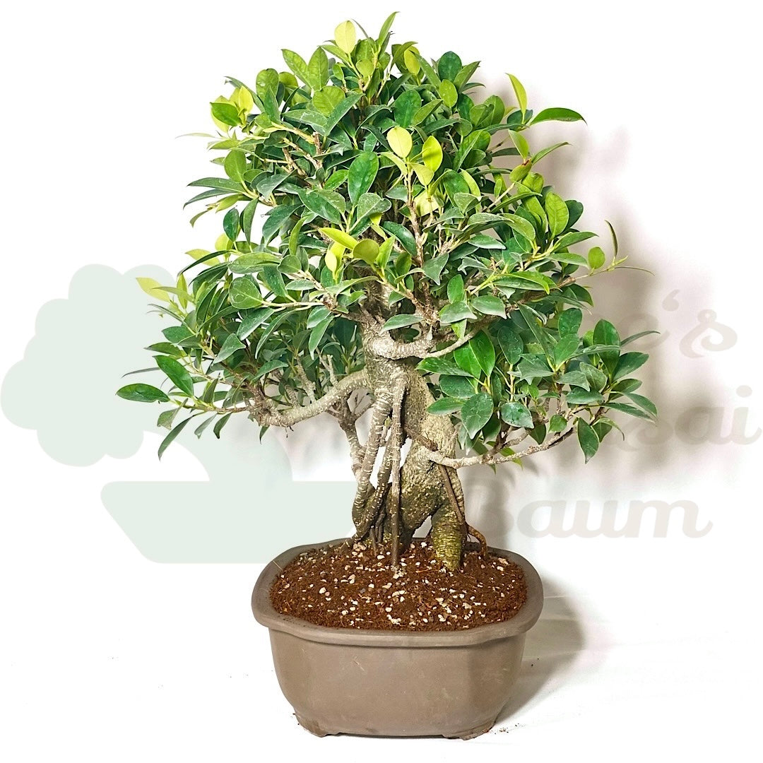 Chinesische Feige 'Ficus Retusa'