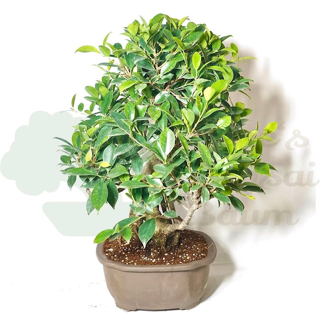 Chinesische Feige 'Ficus Retusa'