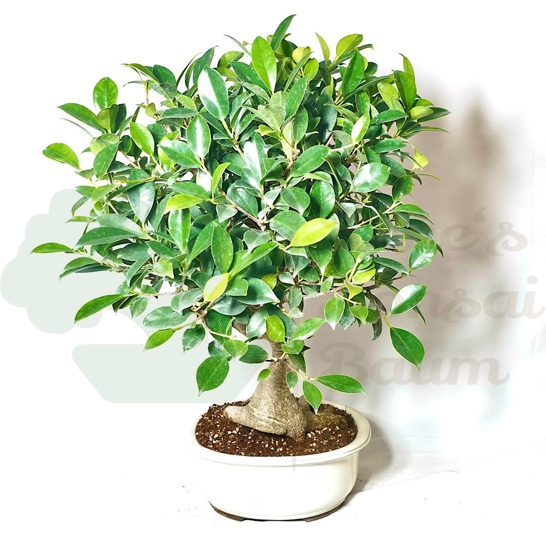 Chinesische Feige 'Ficus Retusa'