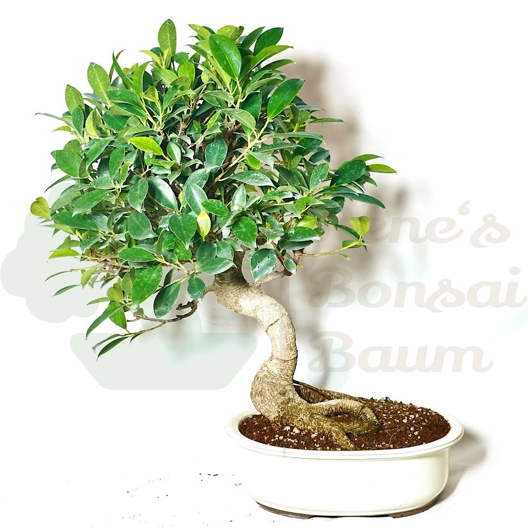 Chinesische Feige 'Ficus Retusa'