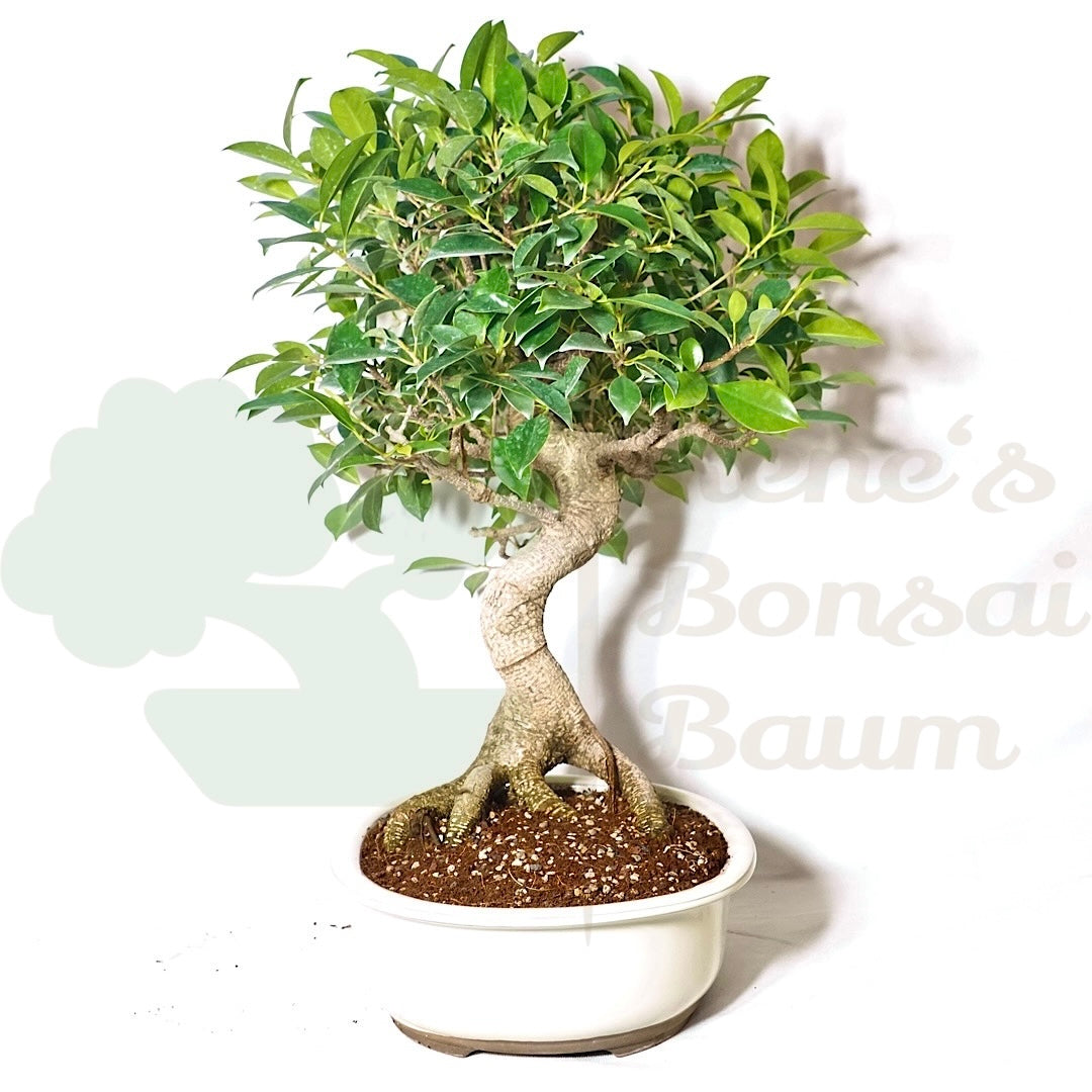 Chinesische Feige 'Ficus Retusa'