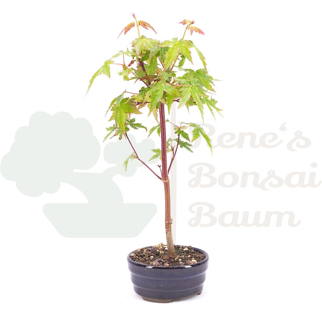 Fächer-Ahorn 'Acer palmatum 'Deshojo'