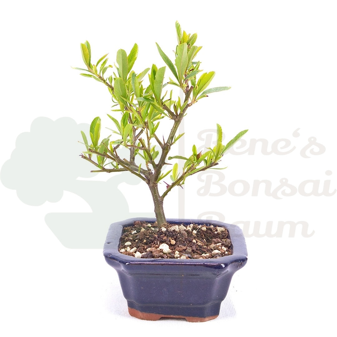 Schmalblättriger Feuerdorn 'Pyracantha angustifolia'