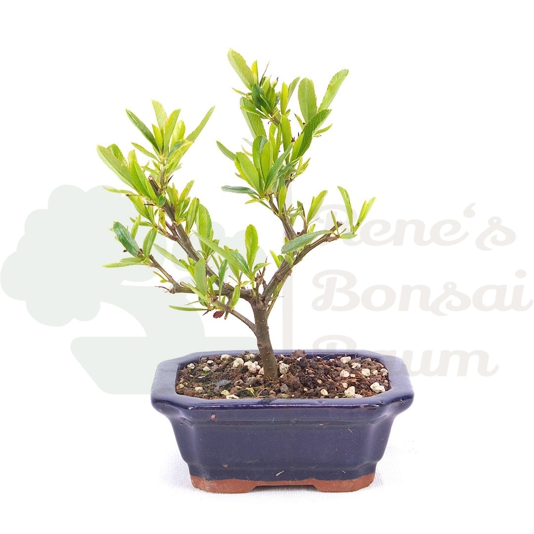 Schmalblättriger Feuerdorn 'Pyracantha angustifolia'