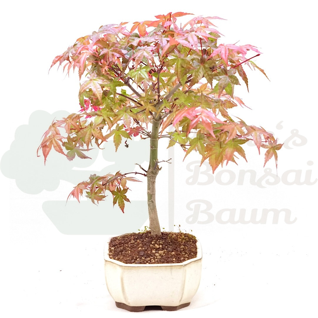Fächer-Ahorn 'Acer palmatum 'Deshojo'
