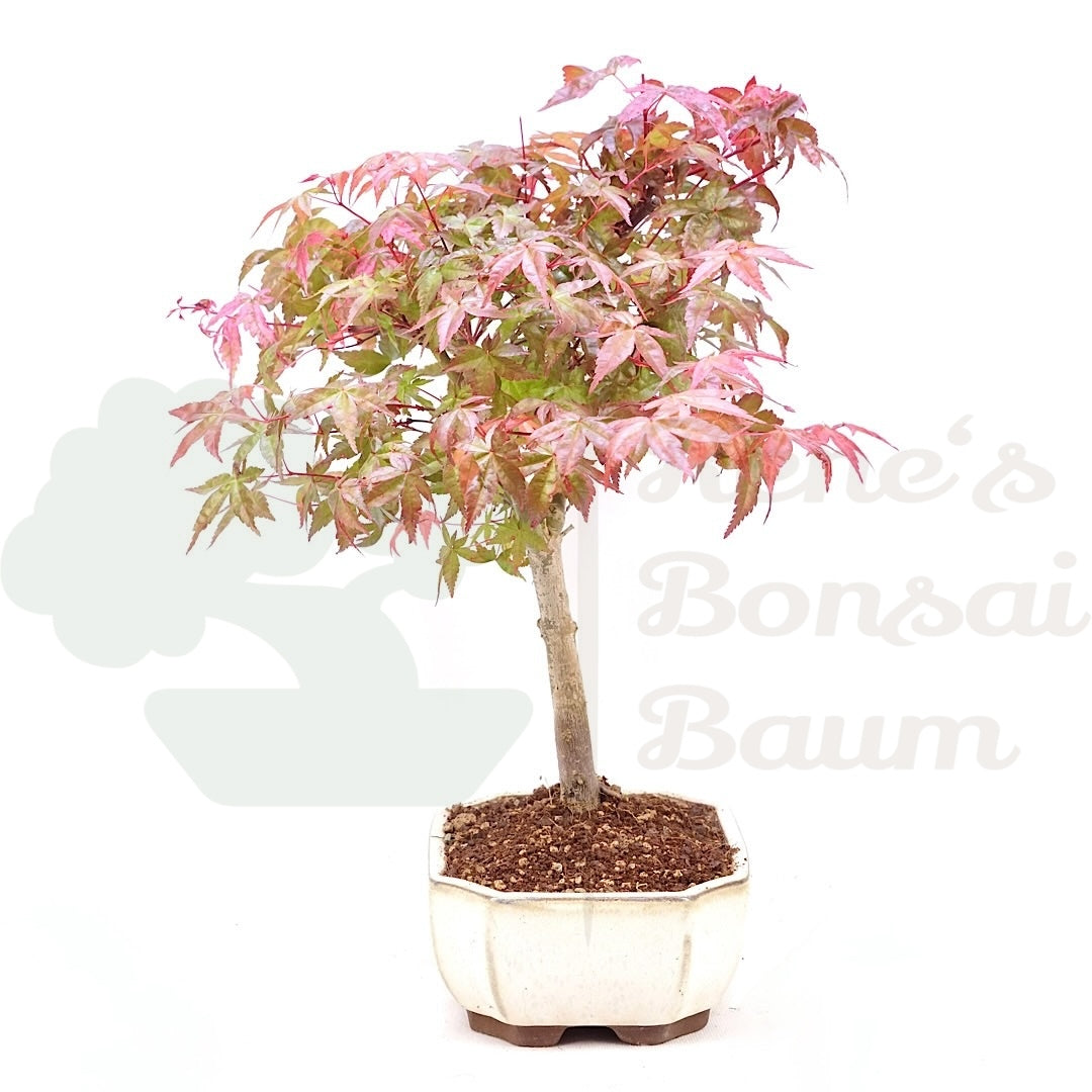 Fächer-Ahorn 'Acer palmatum 'Deshojo'