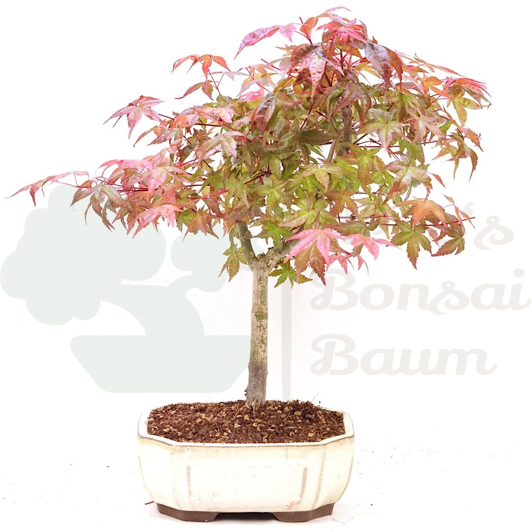 Fächer-Ahorn 'Acer palmatum 'Deshojo'