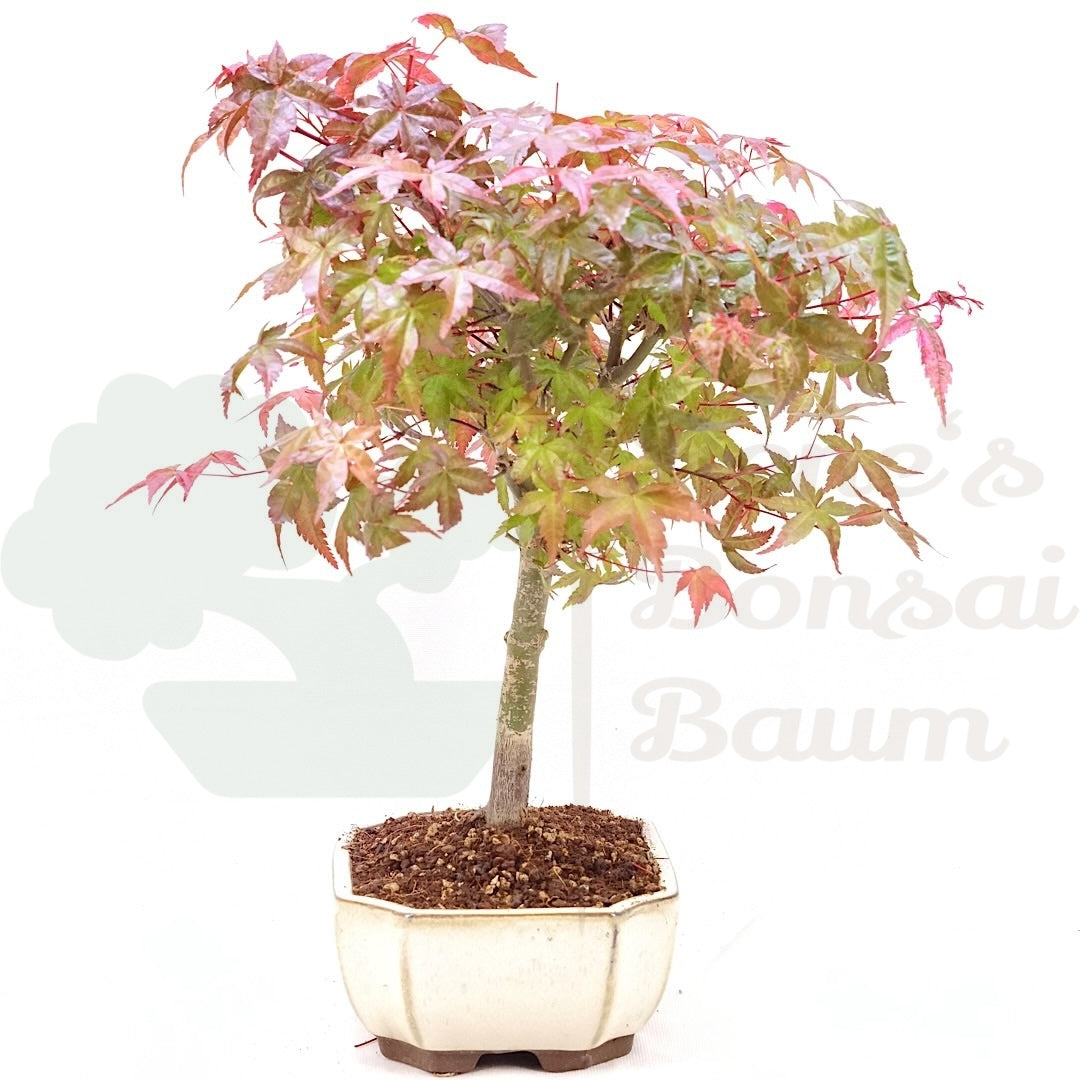 Fächer-Ahorn 'Acer palmatum 'Deshojo'