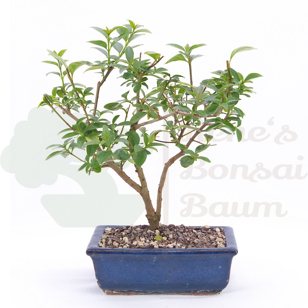 Gewöhnlichen Liguster ‚Ligustrum vulgare‘