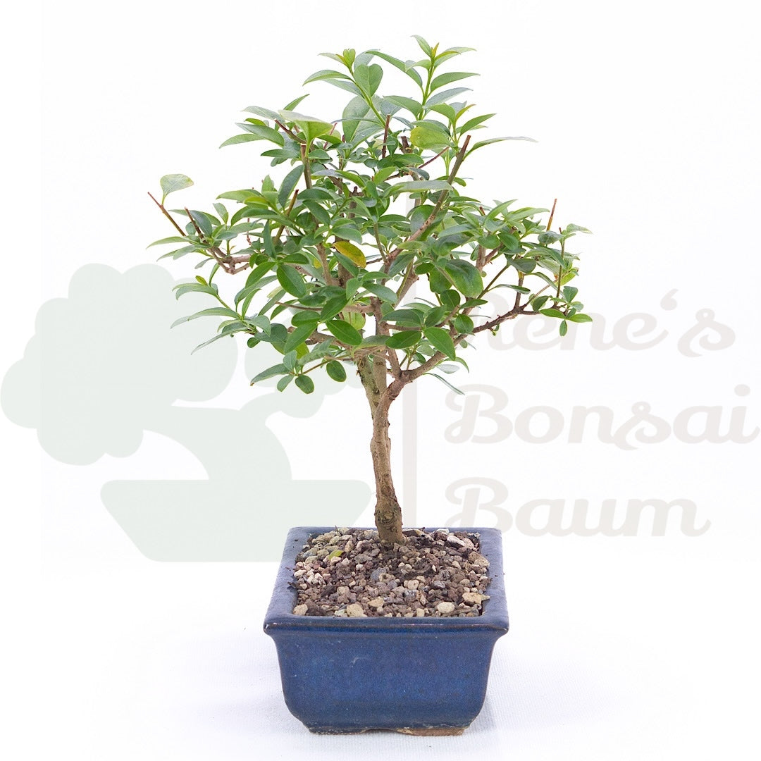 Gewöhnlichen Liguster ‚Ligustrum vulgare‘