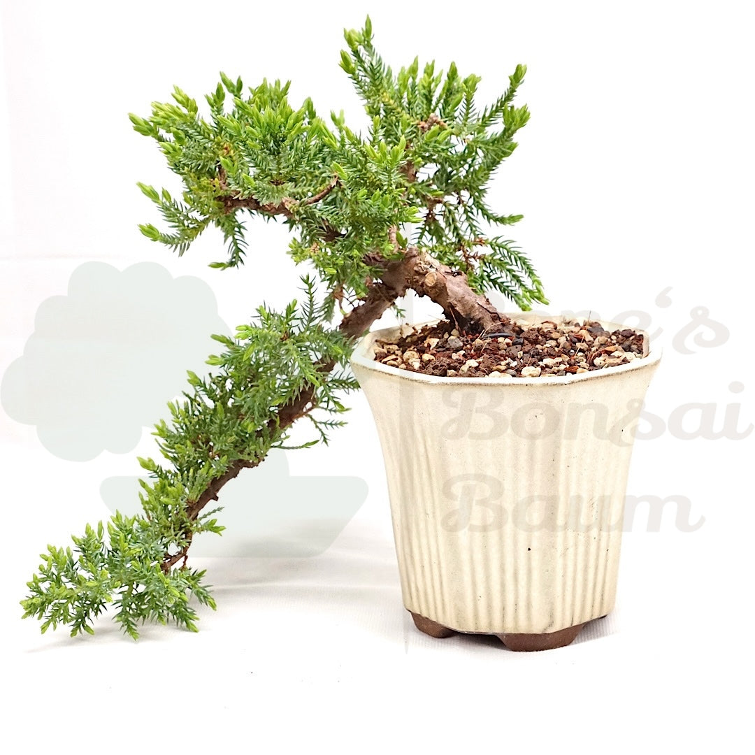 Kissen Wacholder 'Juniperus procumbens Nana'