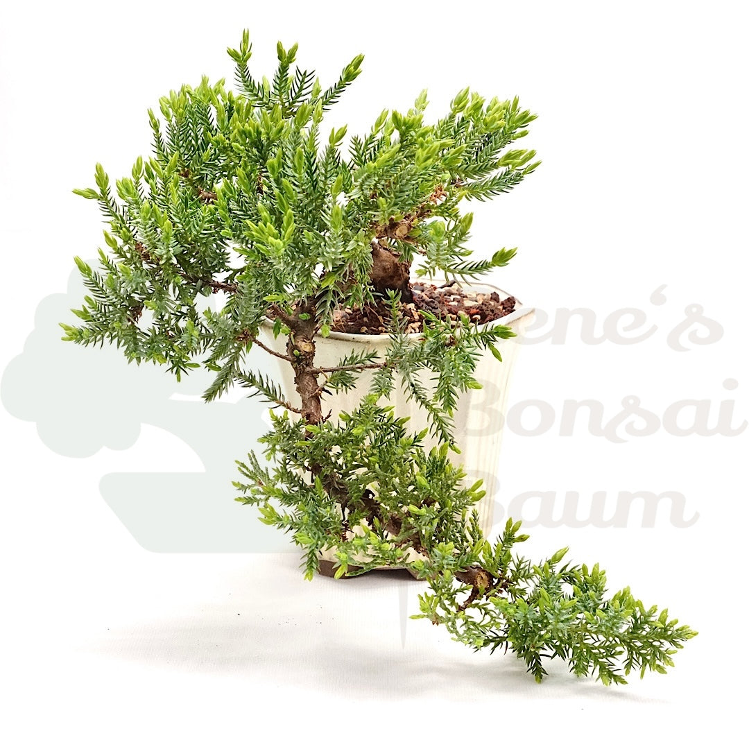 Kissen Wacholder 'Juniperus procumbens Nana'