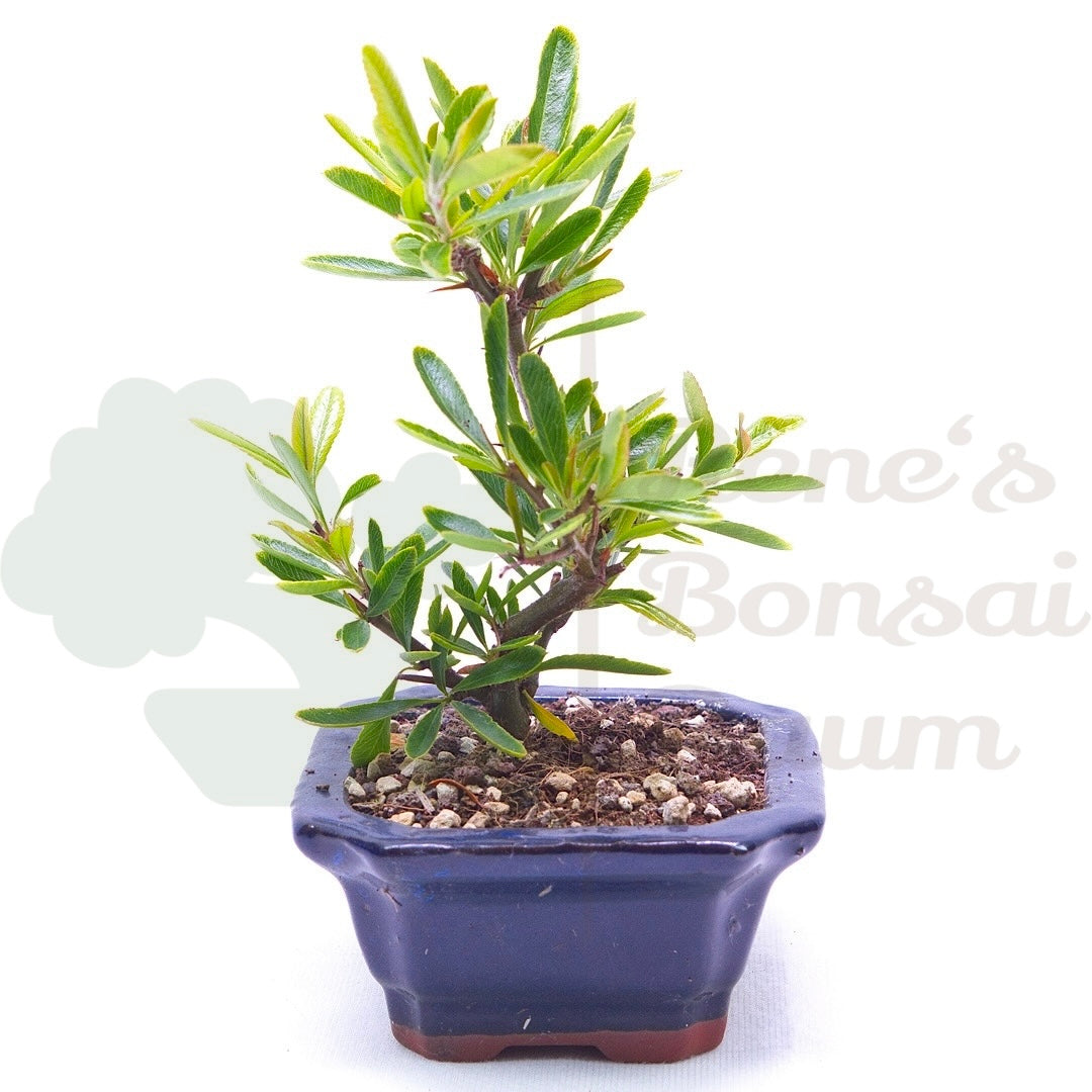 Schmalblättriger Feuerdorn 'Pyracantha angustifolia'