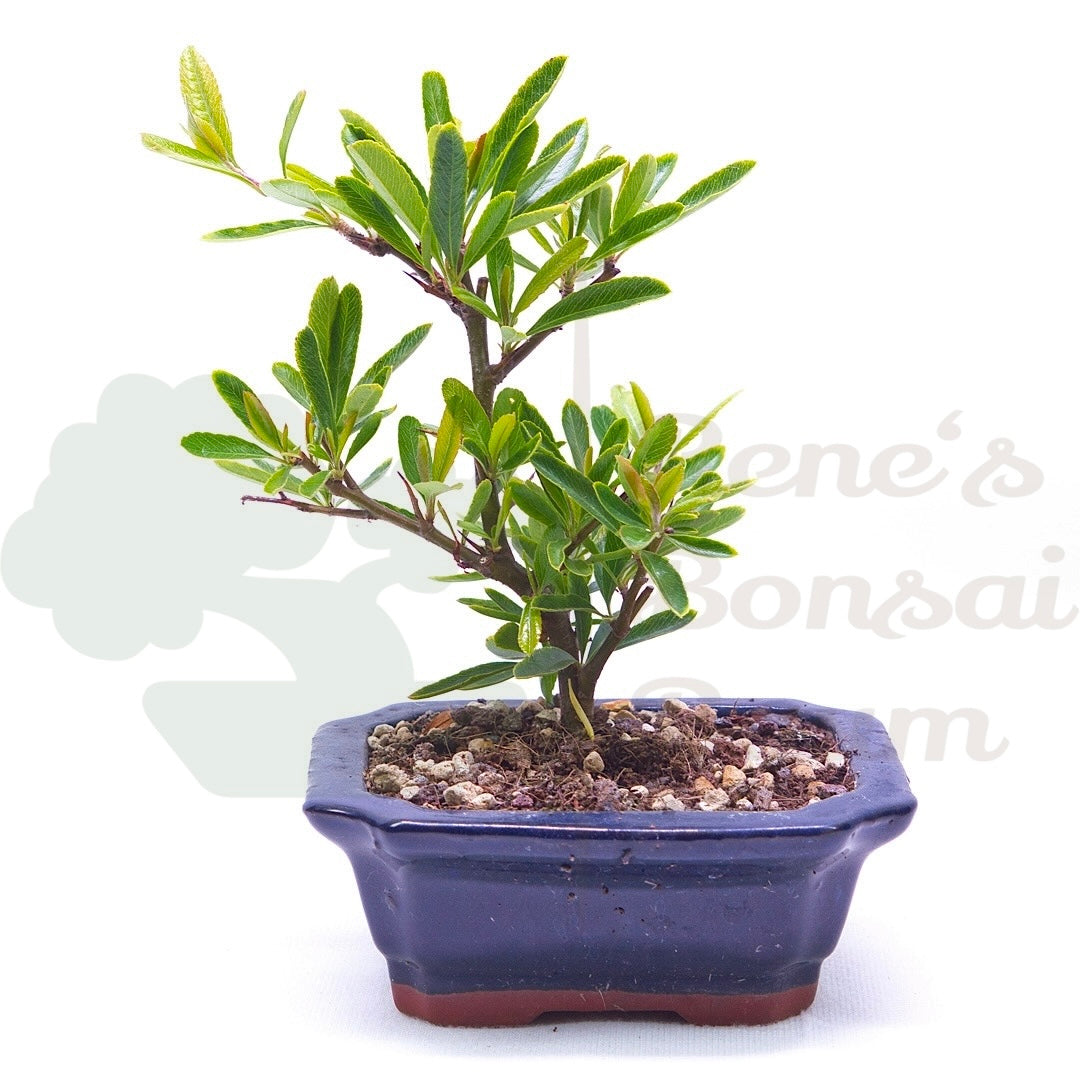 Schmalblättriger Feuerdorn 'Pyracantha angustifolia'