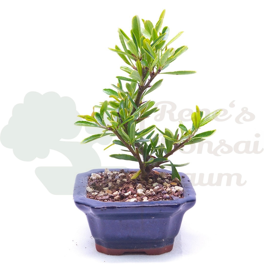 Schmalblättriger Feuerdorn 'Pyracantha angustifolia'