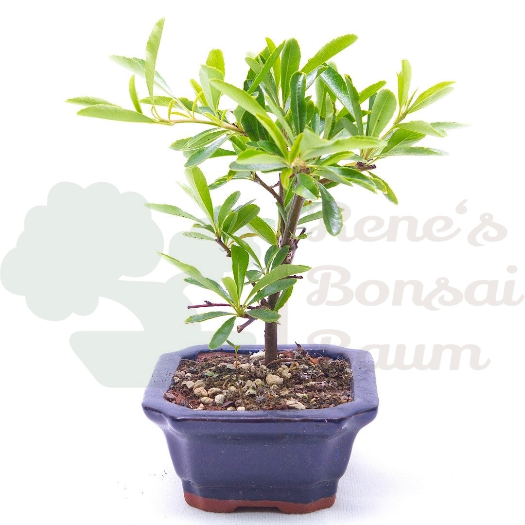 Schmalblättriger Feuerdorn 'Pyracantha angustifolia'